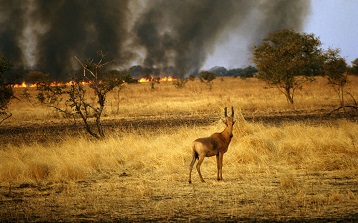 ��ԭ������Ԥ��ϵͳ