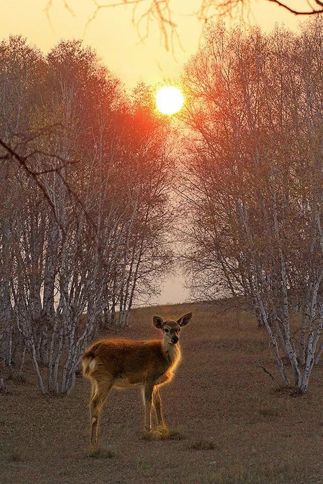 mg����ͻ��(�й���)�ٷ���վ