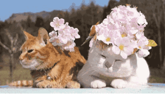 mg����ͻ��(�й���)�ٷ���վ