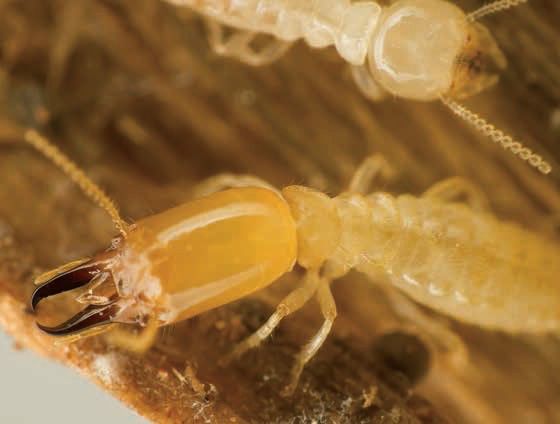 mg����ͻ��(�й���)�ٷ���վ