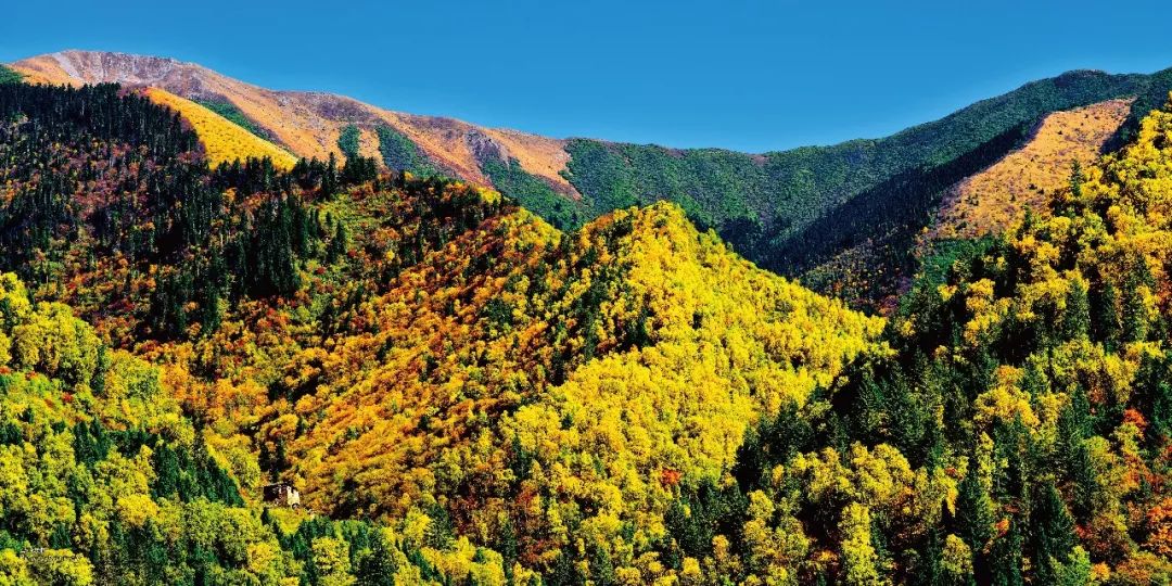 ɭ�ַ���ڿƼ�!����������ҵ������Ԥ��ϵͳ���������״�