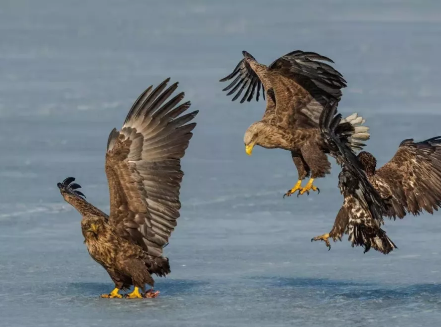 �׵�����������̬֮�䣺���������