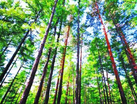 mg����ͻ��(�й���)�ٷ���վ