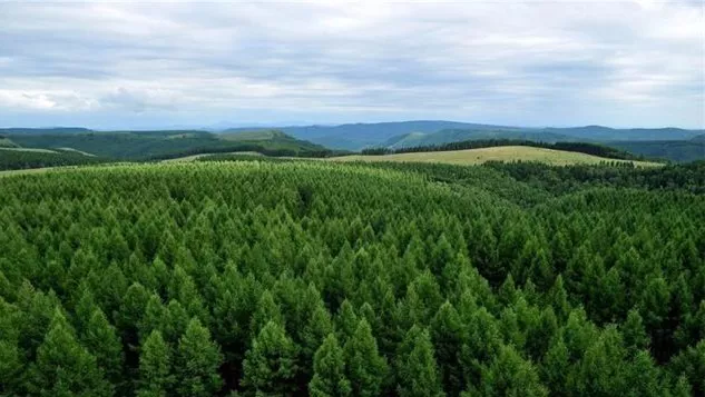 �����ӻ�е�ֳ���벢��ȷ��ɭ�ַ����徲