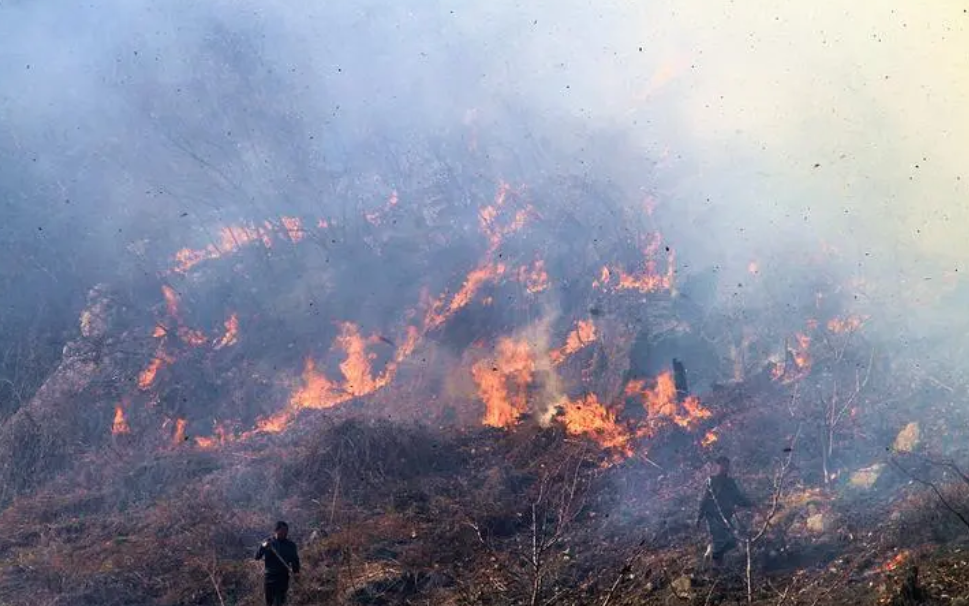 ɭ�ַ���Ԥ������ƻ�