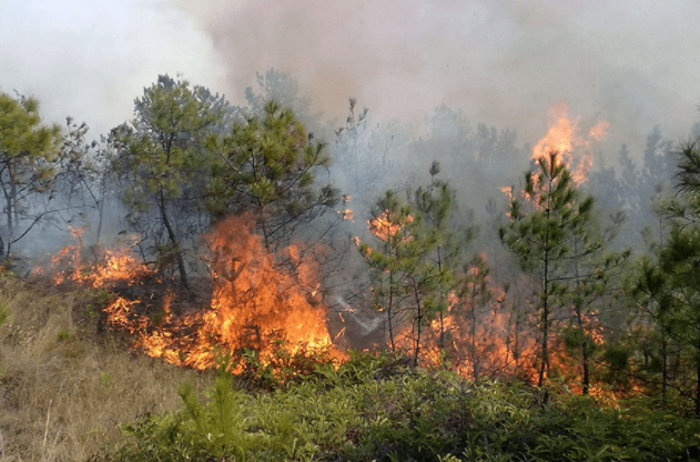 ɭ�ַ���Ԥ�����ϵͳ����֪��ɭ�֡���ԭ��ɽ���Ȳ�𳡺ϻ���Ԥ�������������������